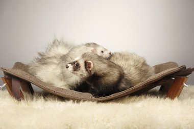 Güzel gelincik çift tembel üzerinde