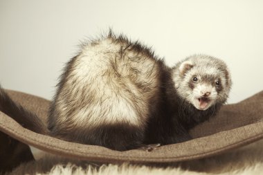 Kanepe üzerinde güzel yaban gelinciği