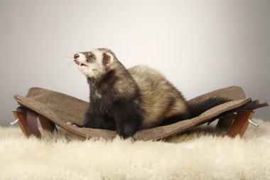 Oldukça erkek Divan Studio yaban gelinciği