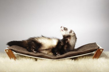 Erkek tembel üzerinde rahatlatıcı yaban gelinciği