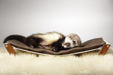 Oldukça tembel üzerinde erkek yaban gelinciği