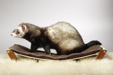 Tembel içinde erkek yaban gelinciği