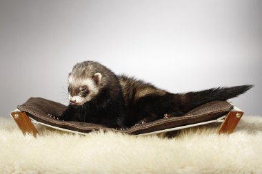 Kanepede erkek yaban gelinciği