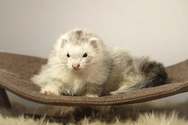 Angora hurón relajante en el sofá — Foto de Stock