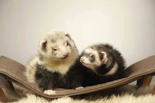 Ferrets in studio posing as couple — Stock Photo, Image