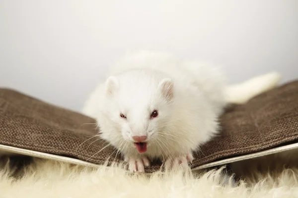 Albino iller om på solstol — Stockfoto