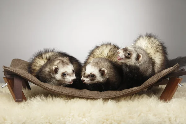 Família Ferret na espreguiçadeira — Fotografia de Stock