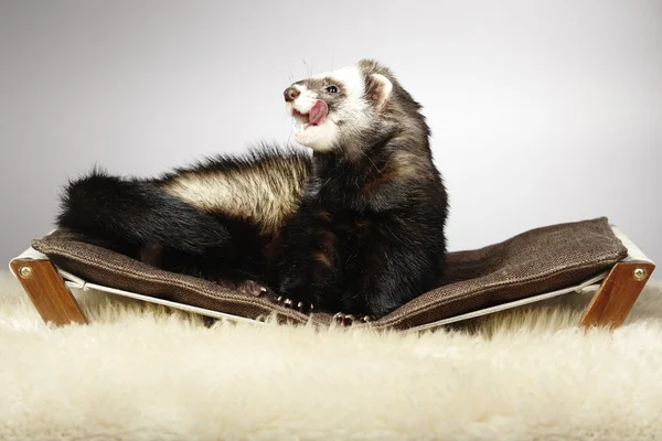 Ferret male laying in studio — Stock Photo, Image