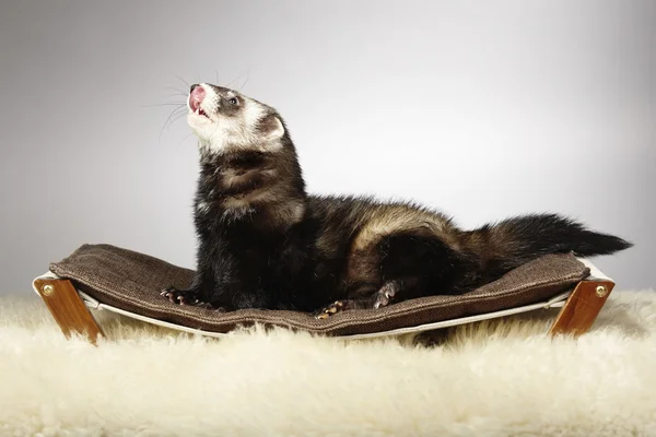 Ferret macho na espreguiçadeira no estúdio — Fotografia de Stock