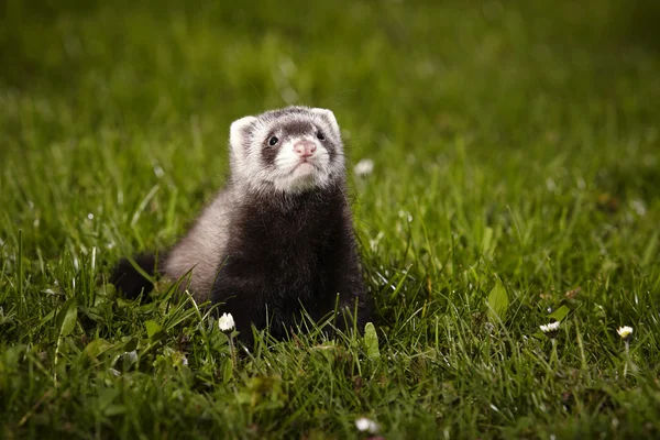 Eight weeks old ferret baby on meadow — Stock Photo, Image