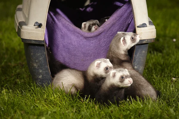Baby ferret siblings exploring world — Stock Photo, Image