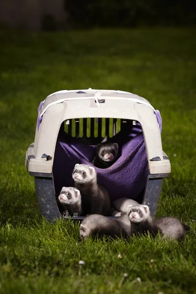 Ferret baby's in de buurt van vervoerder — Stockfoto