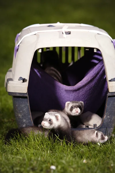 Little ferrets in carrier — Stock Photo, Image