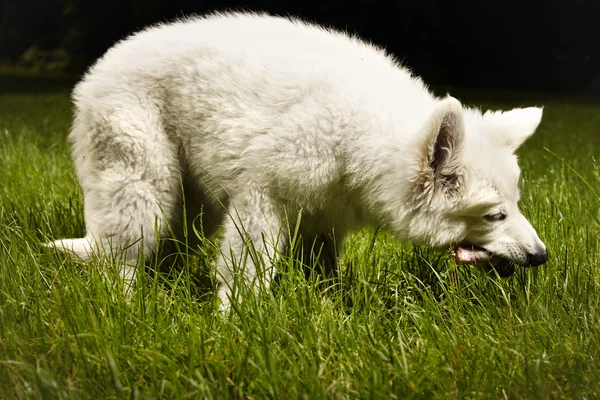 Filhote de cachorro de quatro meses de suíço sheppard branco comendo no parque — Fotografia de Stock