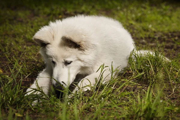 Cachorro de sheppard blanco suizo jugando en el parque —  Fotos de Stock