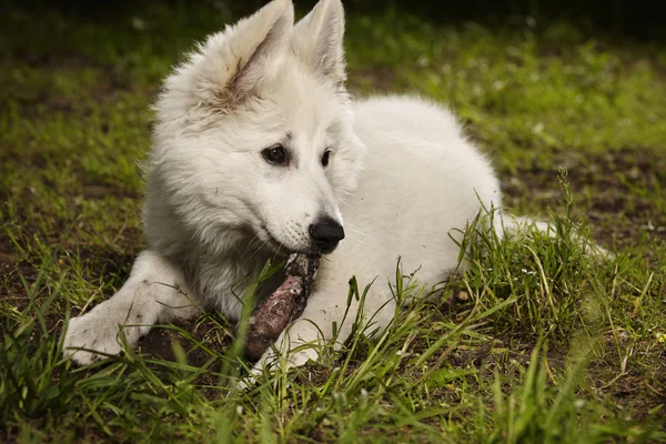 Four months old Swiss white sheppard puppy — Stock Photo, Image