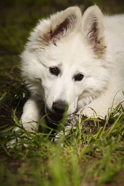 Portrait of young Swiss white sheppard female — Stock Photo, Image