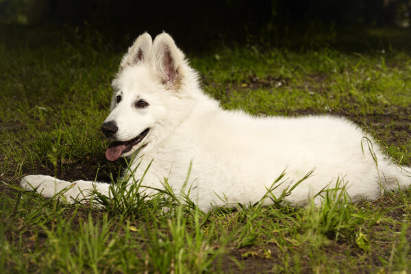 Nice young Swiss white shepherd puppy female in summer park