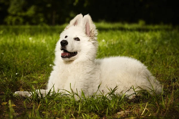 Smiling Swiss white sheppard female puppy — Stock Photo, Image