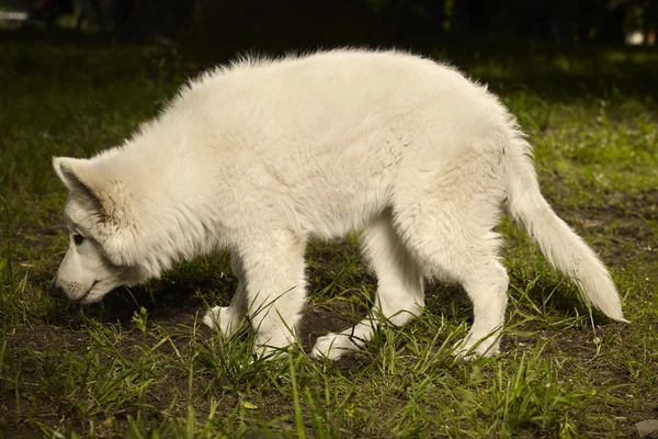 Suizo blanco sheppard hembra cachorro en parque —  Fotos de Stock