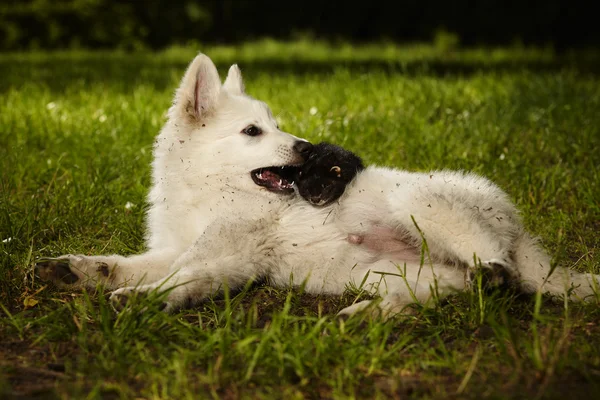 Chiot berger suisse blanc avec ami furet — Photo