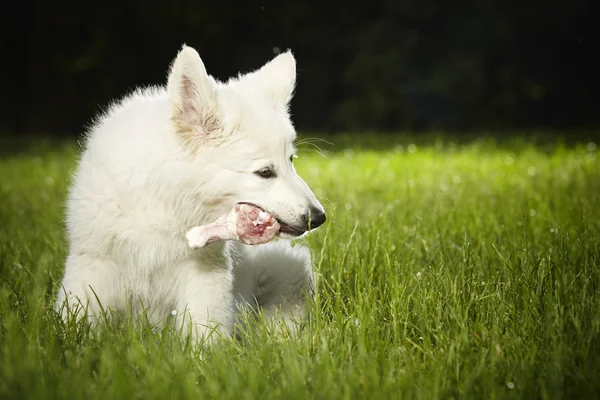 Suíço branco sheppard filhote de cachorro fêmea comer carne — Fotografia de Stock