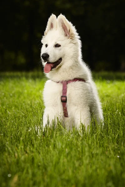 Posing Swiss white sheppard puppy — Stock Photo, Image