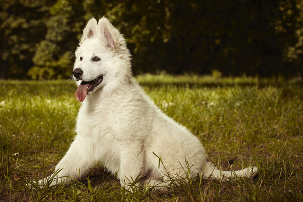 Nice young Swiss white shepherd puppy female in summer park