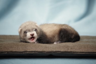 Studio esneme gelincik bebek