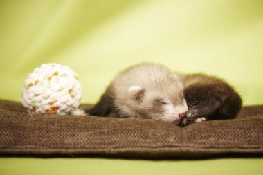 Blind ferret baby with toy clipart