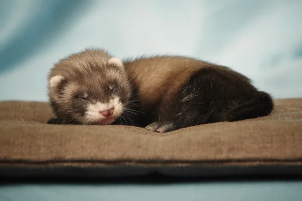 Ferret baby sleeping on bed — Stock Photo, Image