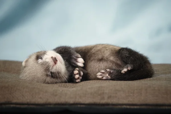 Sleeping ferret baby posing in studio — Stock Photo, Image