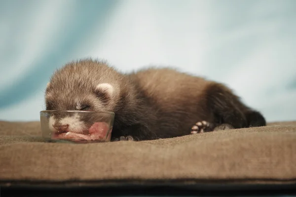 Ferret baby em quatro semanas comer carne — Fotografia de Stock