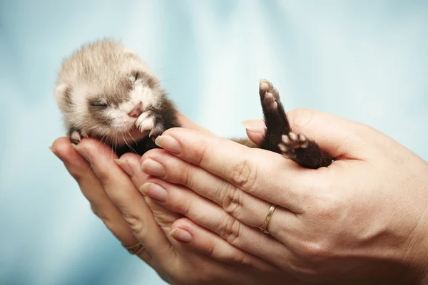 Bel furetto bambino in mano — Foto Stock