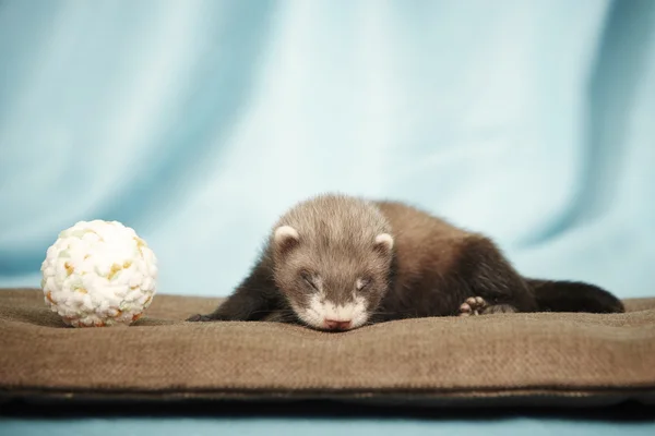 Blind baby ferret with toy — Stock Photo, Image