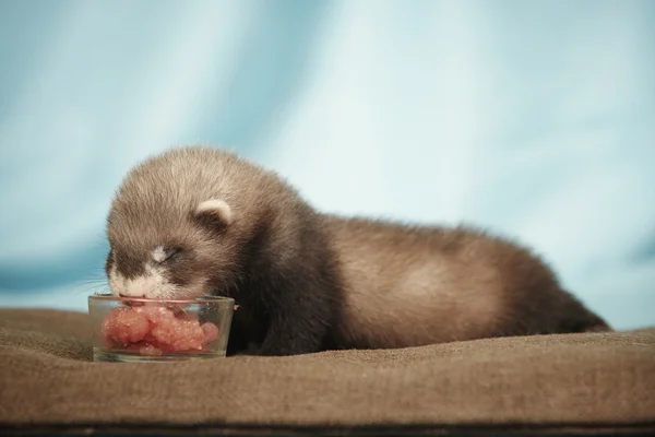 Furão de bebê cego comendo carne — Fotografia de Stock