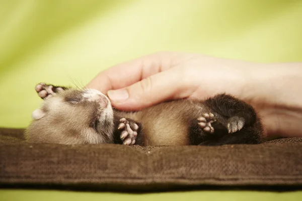 Frettchenbaby spielt mit der Hand — Stockfoto