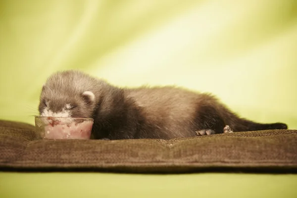 Furet bébé mangeant de la viande — Photo