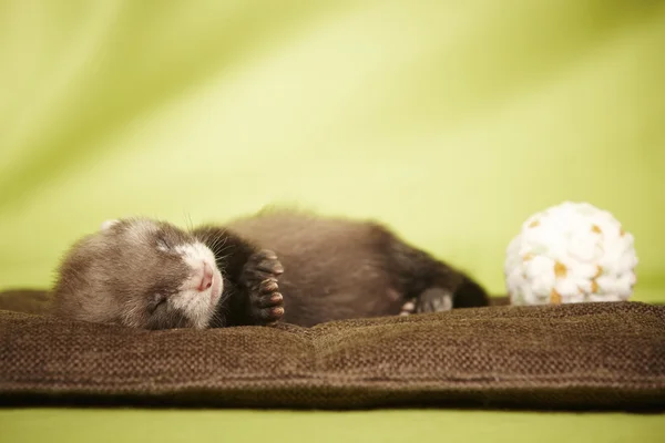 Bebé hurón dormido — Foto de Stock