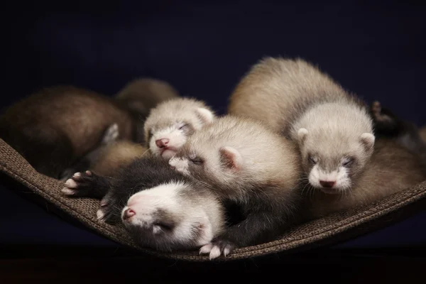 Skupina miminko fretky — Stock fotografie
