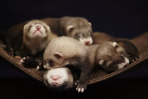 Ferret bebês no estúdio — Fotografia de Stock