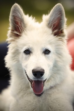 İsviçre beyaz çoban portre