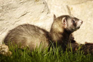 Bahçede küçük gelincik Güzellik