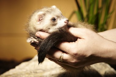 Elinde güzel bebek yaban gelinciği