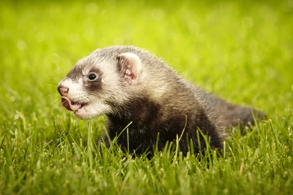 Portrait of nice ferret in summer garden — Stock Photo, Image