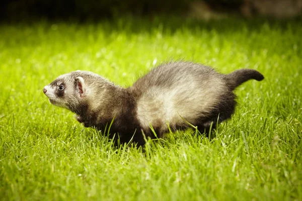 Uitvoeren van jonge ferret in zonnige dag — Stockfoto