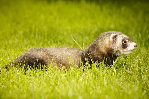 Ferret in summer day — Stock Photo, Image