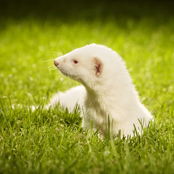 Niza hurón albino en el jardín de verano — Foto de Stock