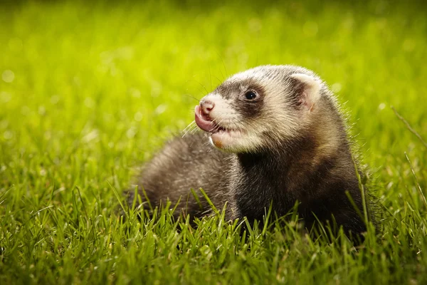 Giovane furetto di colore naturale bambino in giardino — Foto Stock