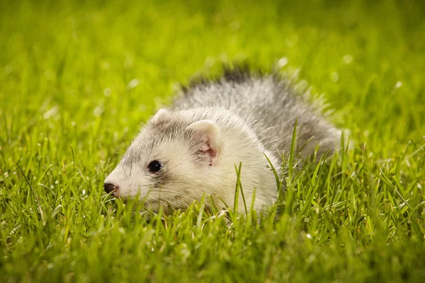 Nice ferret baby sitting in lawn — Stock Photo, Image